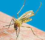 Culex Pipiens Molestus (Zanzara Comune)