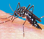 Aedes Albopictus (Zanzara Tigre)